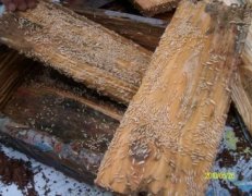 平沙殺蟲案例展示